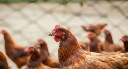 Aluguel de galinhas se populariza nos EUA devido ao aumento dos preços dos ovos