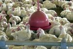 Foto ilustrativa de la nota titulada: Gripe aviária não deve impactar preço da carne de frango, diz ministro