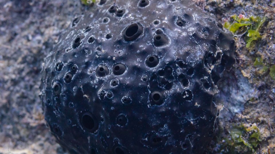 Esponja marinha da espécie Scalarispongia scalaris