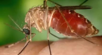 Febre Oropouche: Rio confirma duas mortes pela doença