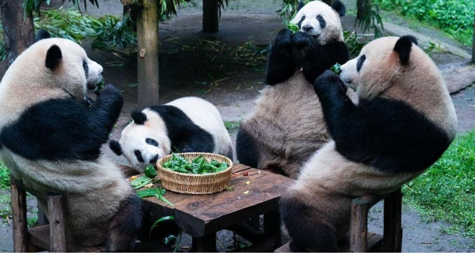 No 25º Dia Internacional da Diversidade Biológica, conheça como a potência asiática impulsiona a conservação global e o desenvolvimento sustentável como no caso dos pandas gigantes