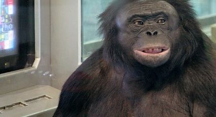 Kanzi: morre o chimpanzé que sabia 'falar' inglês e tinha vocabulário de 5 mil palavras