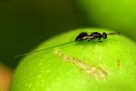 Foto ilustrativa de la nota titulada: Se você já comeu essa fruta muito popular, provavelmente já engoliu insetos