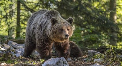 Eslováquia autoriza comércio de carne de urso apesar das críticas