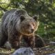 Eslováquia autoriza comércio de carne de urso apesar das críticas