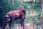 Foto ilustrativa de la nota titulada: Unicórnio da vida real: a rara e misteriosa espécie que intriga pesquisadores