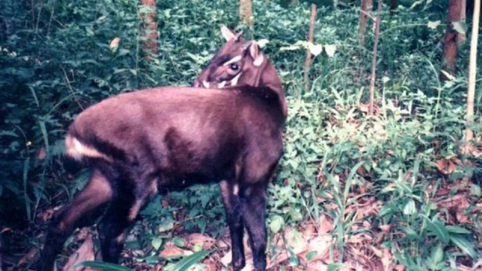 Saola, o 'unicórnio da vida real'