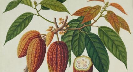 Onde é produzido o chocolate mais raro do mundo e quanto ele custa?