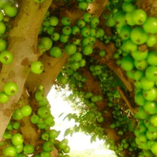 A fruta mais rara e a mais comum do Brasil