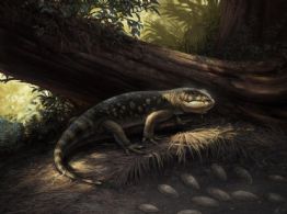 Saído diretamente do universo de Tolkien, lagarto monstruoso é encontrado em museu