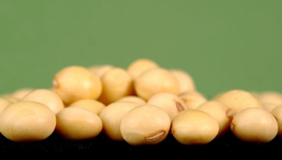 Nem feijão, nem grão de bico: a leguminosa rica em proteínas que sofre preconceito mas é saborosa e muito barata