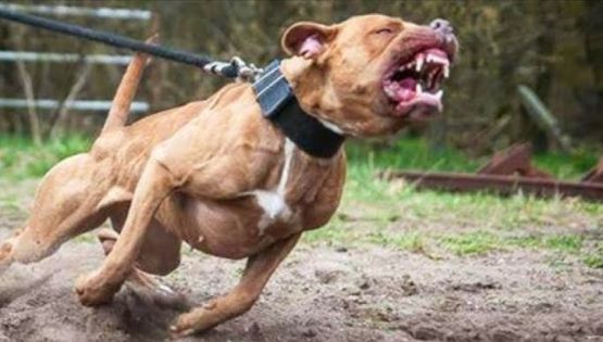 Tutores de cães agressivos podem ser condenados mesmo sem comprovação de culpa