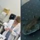 Pesquisadores analisam peixes no litoral de SP e resultado é assustador
