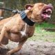 Tutores de cães agressivos podem ser condenados mesmo sem comprovação de culpa