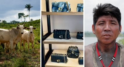 Por trás do couro de luxo: floresta derrubada e povos indígenas sob ataque