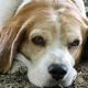“Alzheimer canino”: Saiba como detectar doença que afeta memória de cães mais velhos