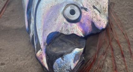 Peixe raro do "fim do mundo" aparece de forma inesperada na costa selvagem